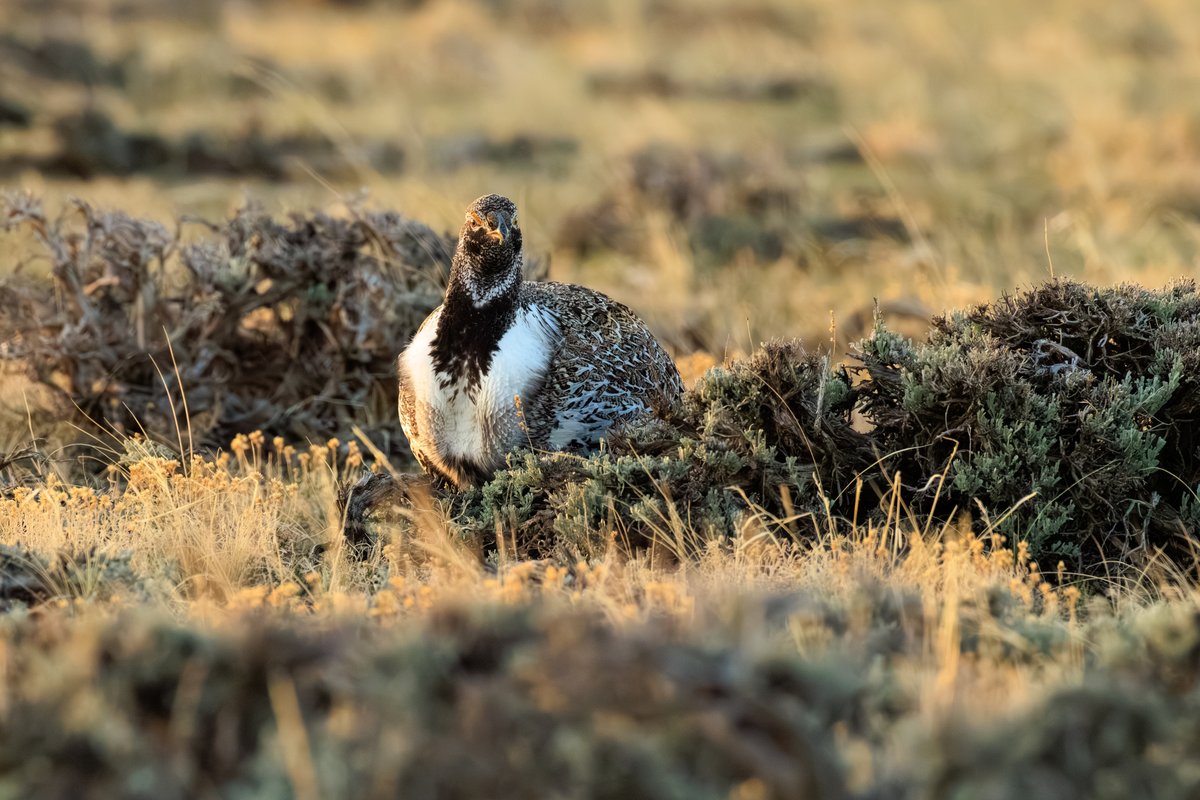 Greater Sage-Grouse