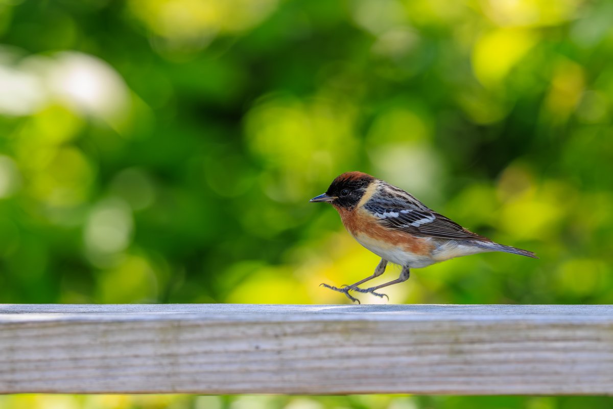 Bay-breasted Warbler