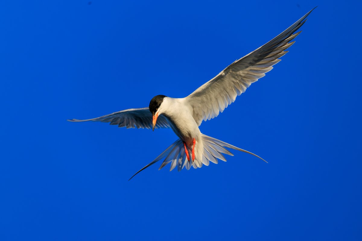 Forster's Tern