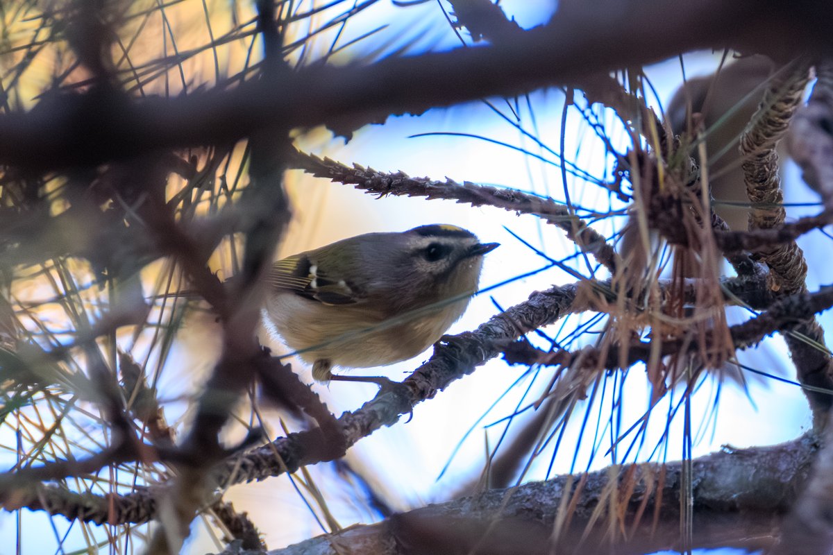Golden-crowned Kinglet