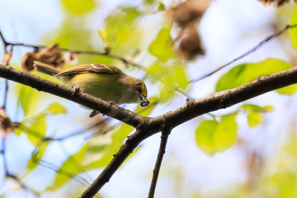 White-eyed Vireo