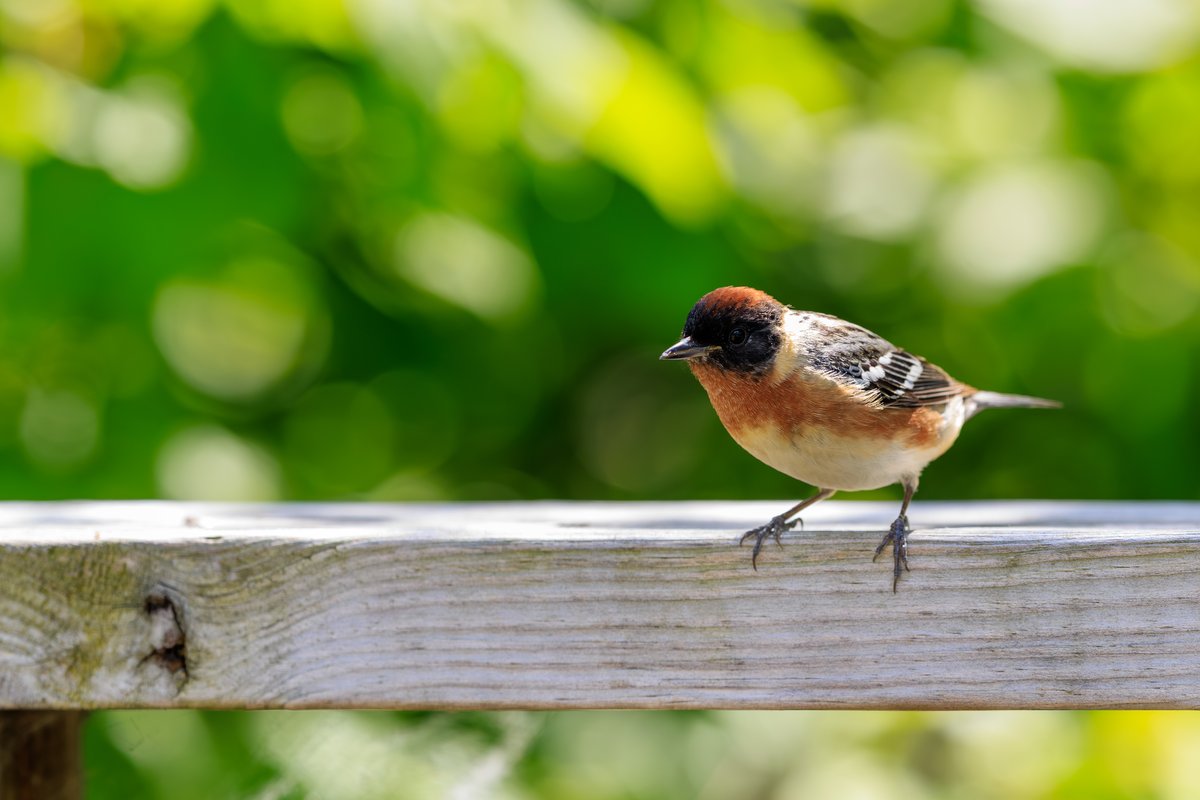 Bay-breasted Warbler
