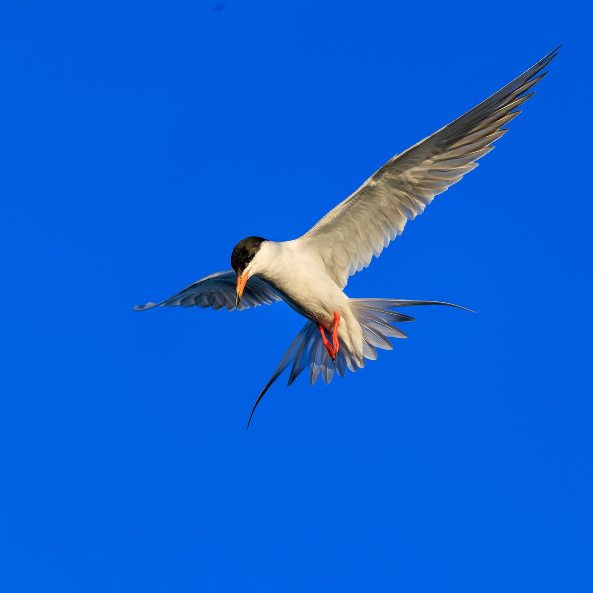 Forster's Tern