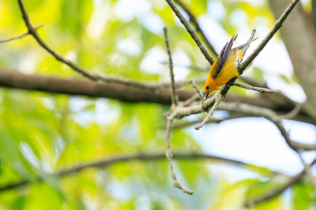 Prothonotary Warbler