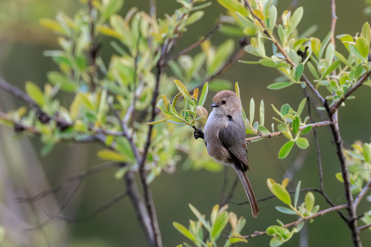 Bushtit