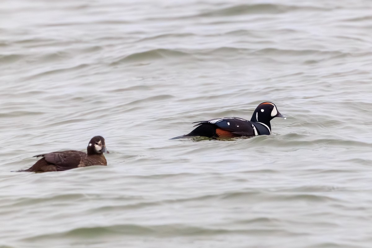 Harlequin Duck