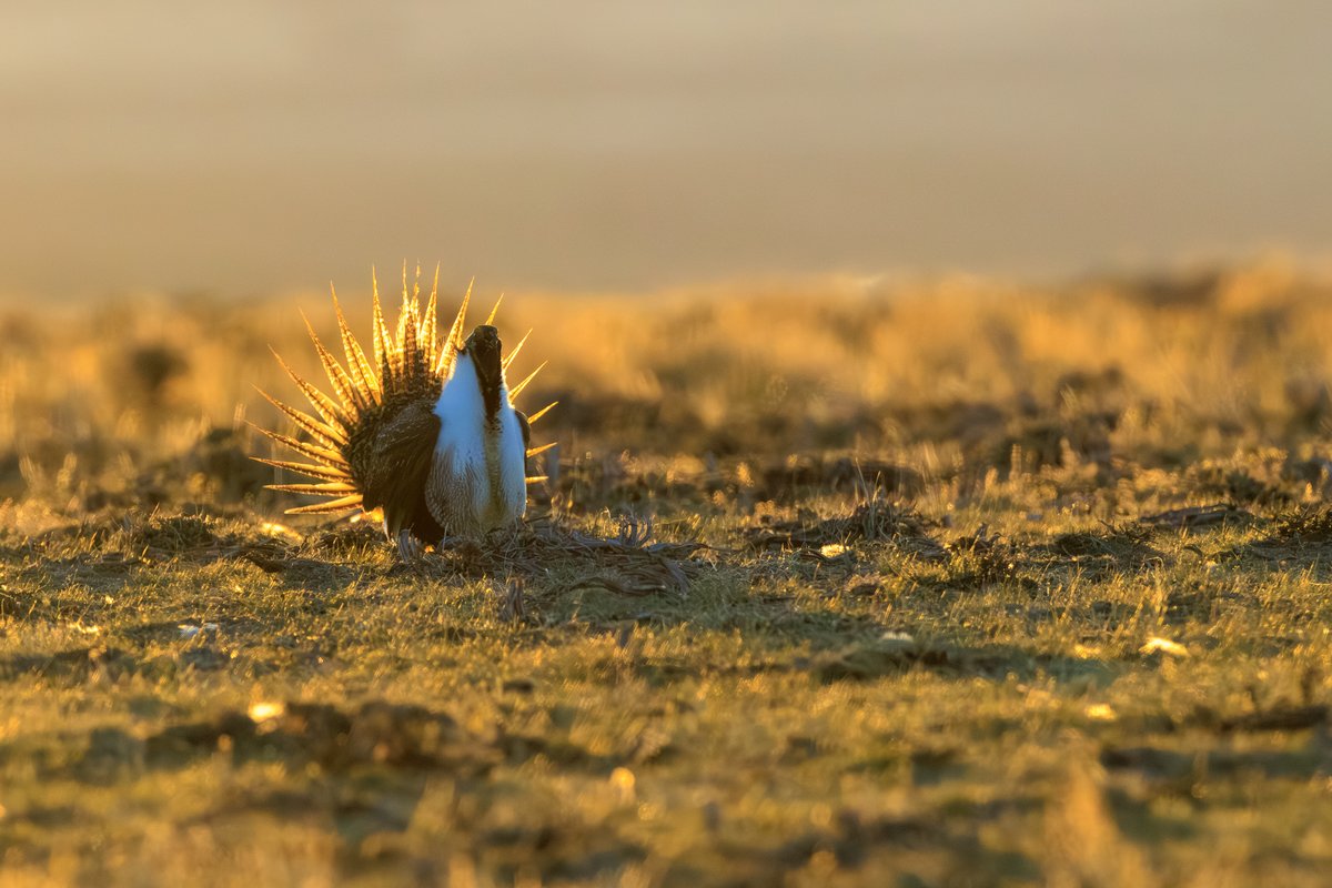 Greater Sage-Grouse