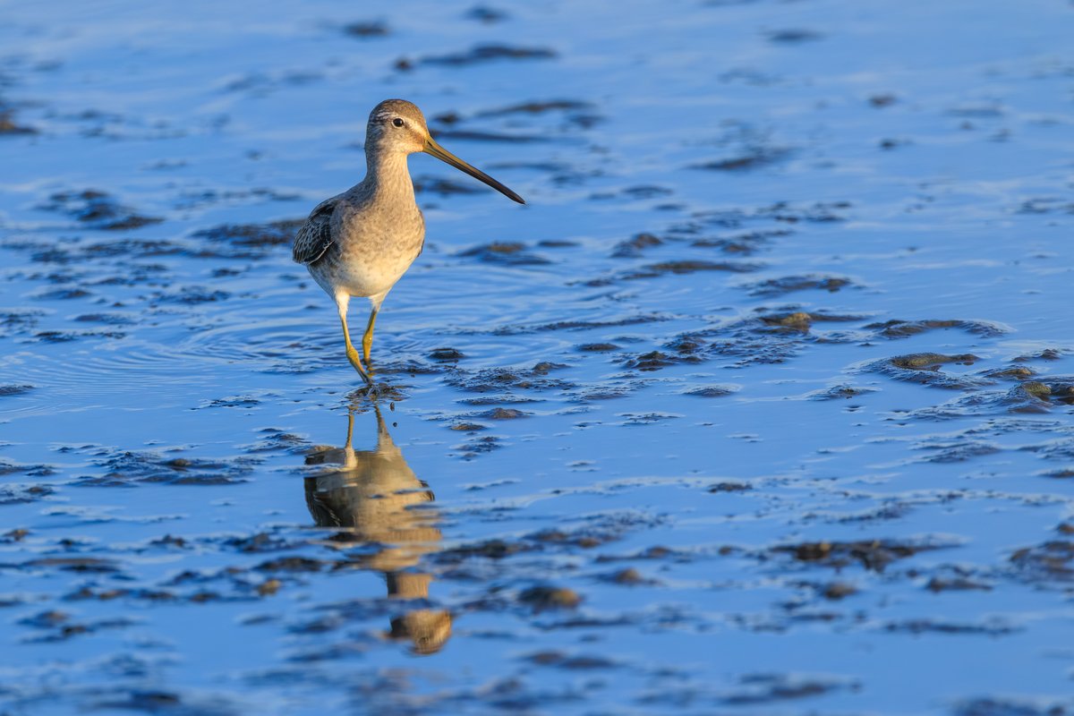 Long-billed Dowitcher