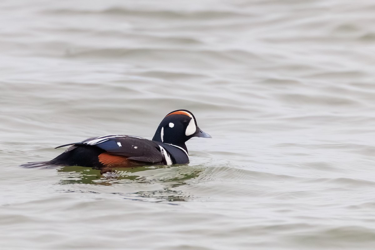 Harlequin Duck