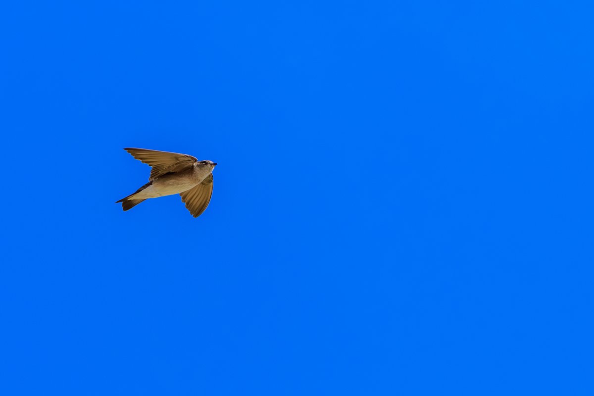 Northern Rough-winged Swallow