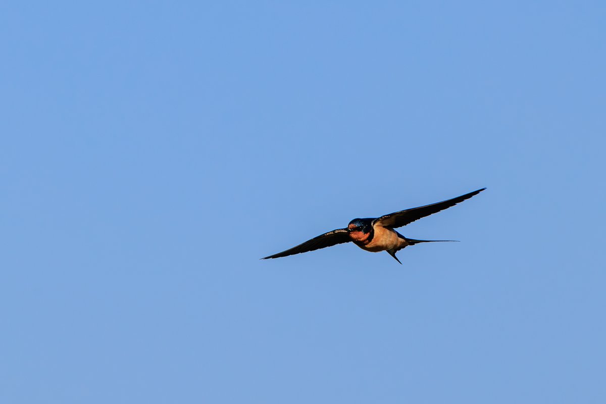 Barn Swallow