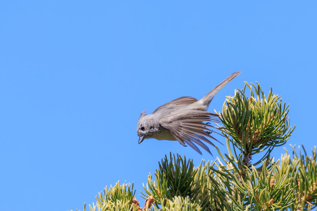 Juniper Titmouse