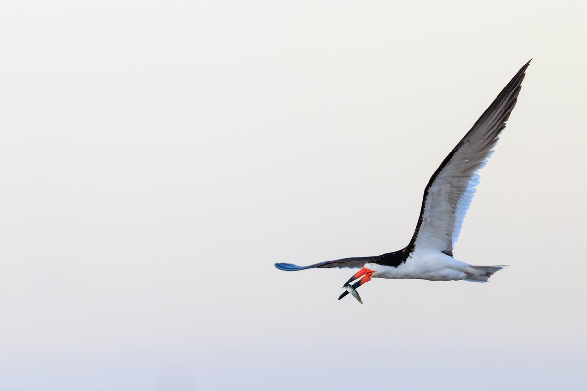 Black Skimmer