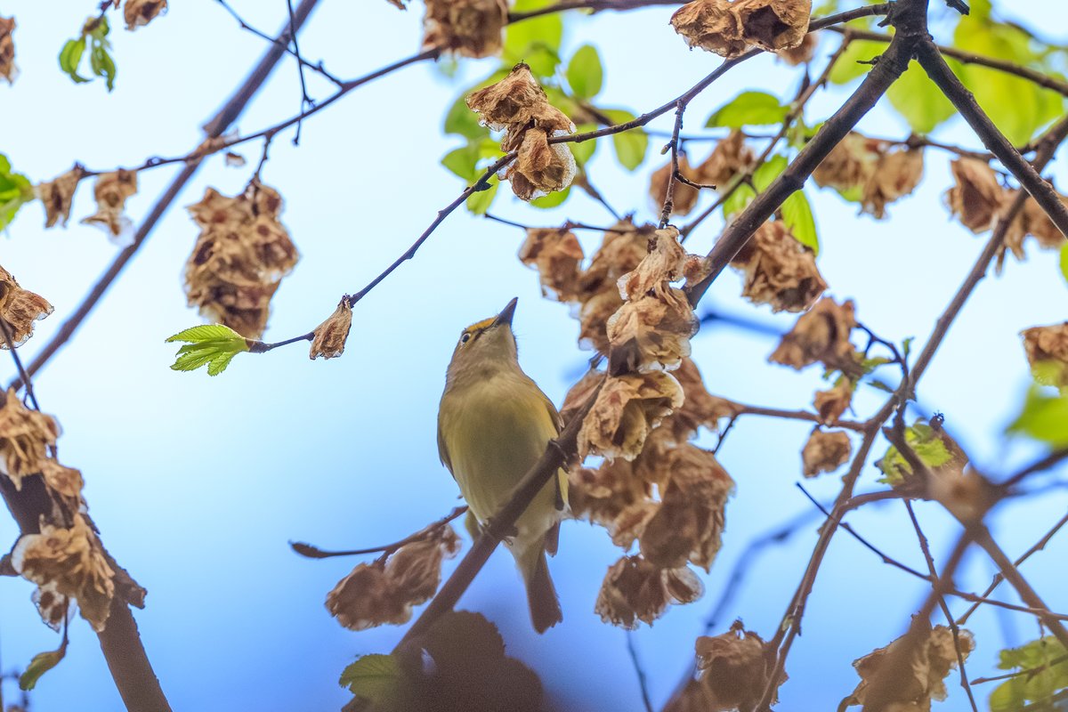 White-eyed Vireo