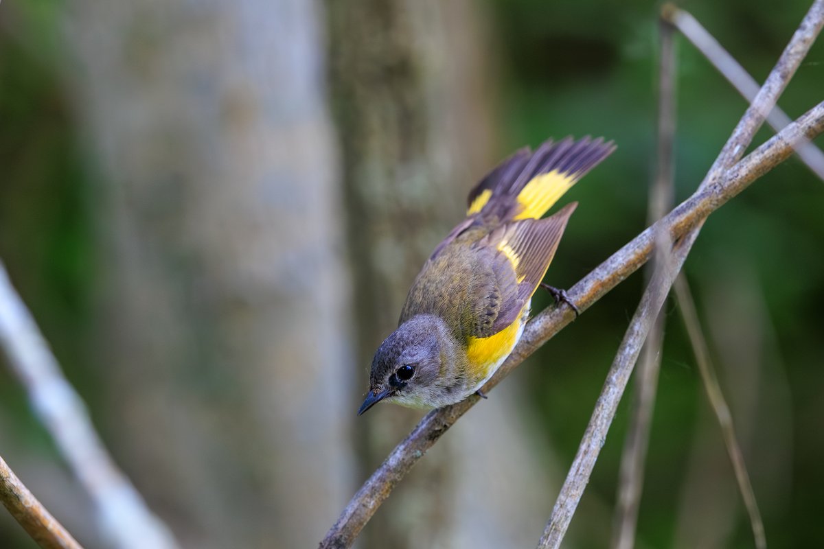American Redstart