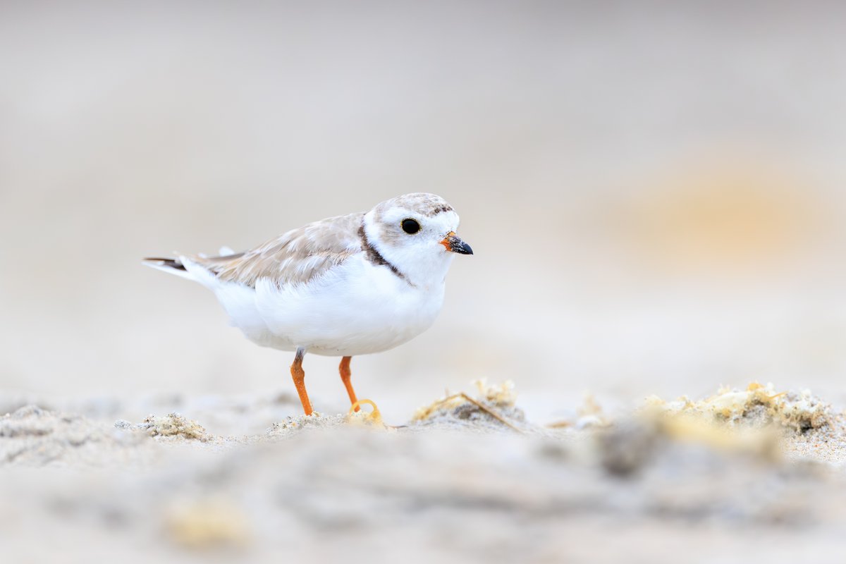 Piping Plover