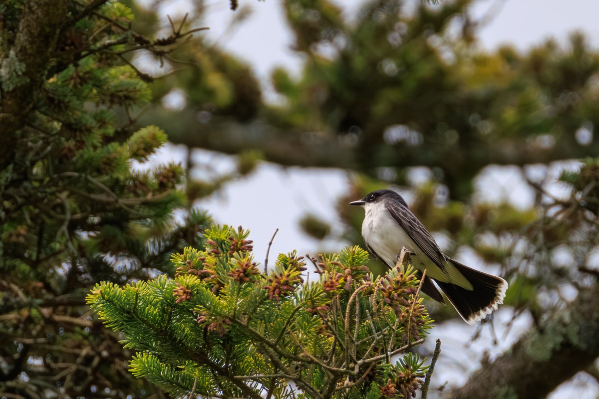 Eastern Kingbird