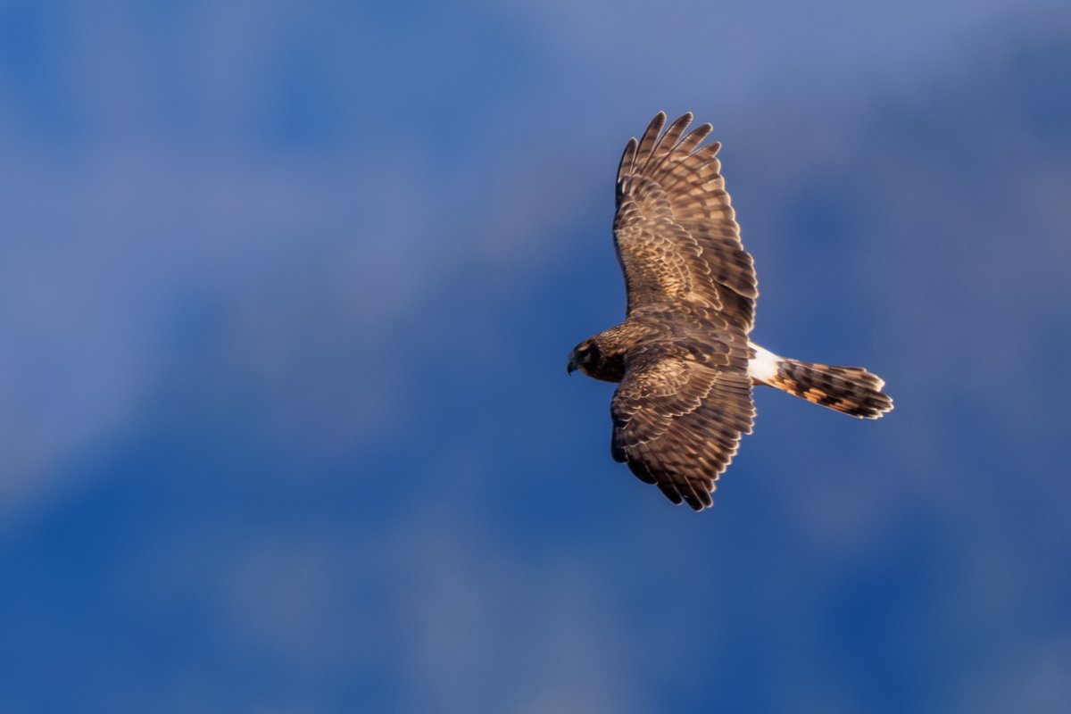 Northern Harrier