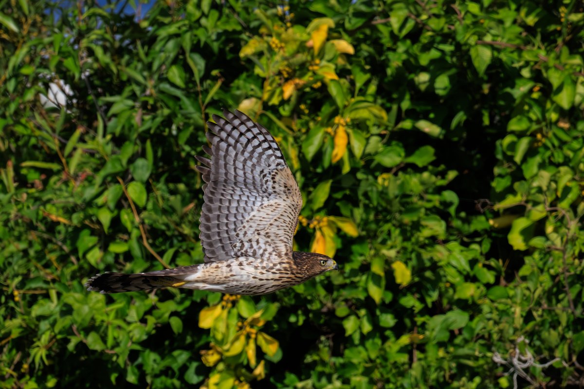 Cooper's Hawk