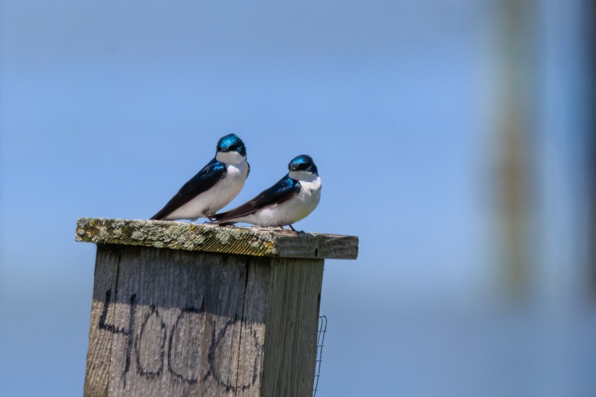 Tree Swallow