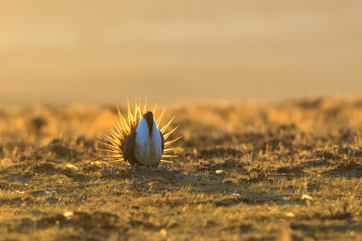 Greater Sage-Grouse