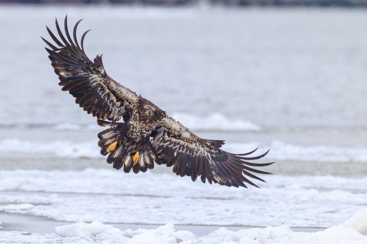 Bald Eagle