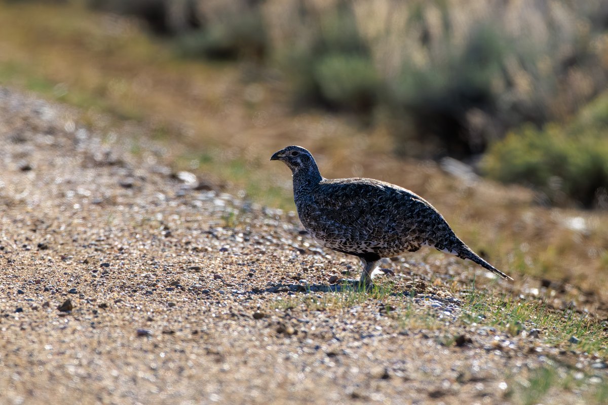 Greater Sage-Grouse