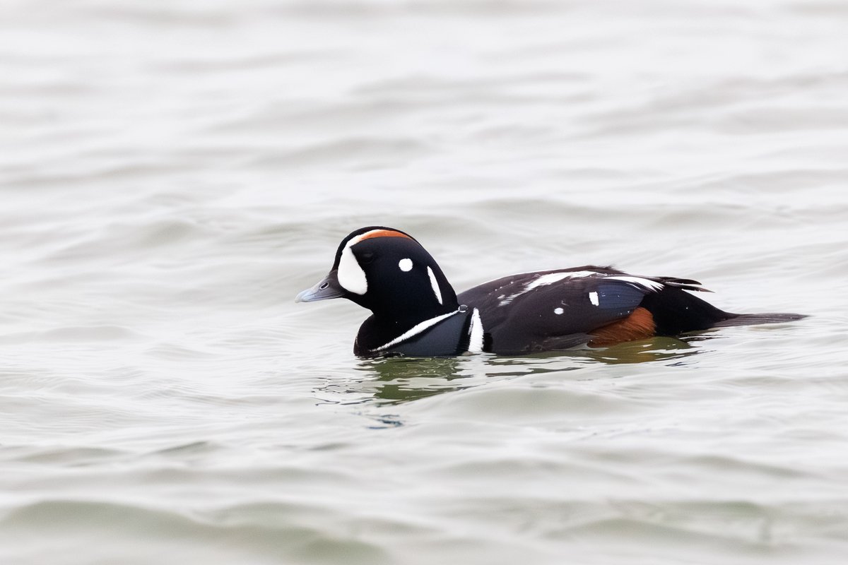 Harlequin Duck