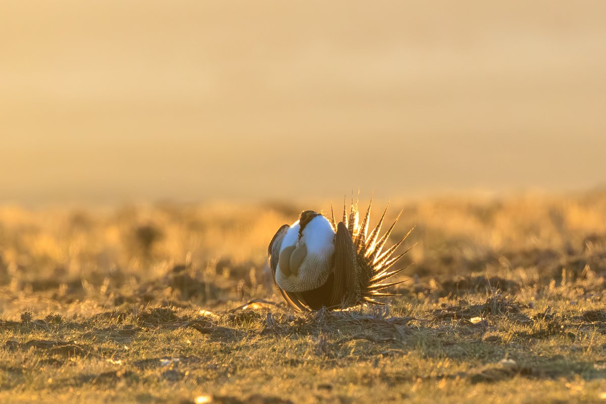 Greater Sage-Grouse