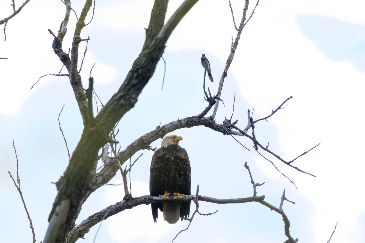 Bald Eagle
