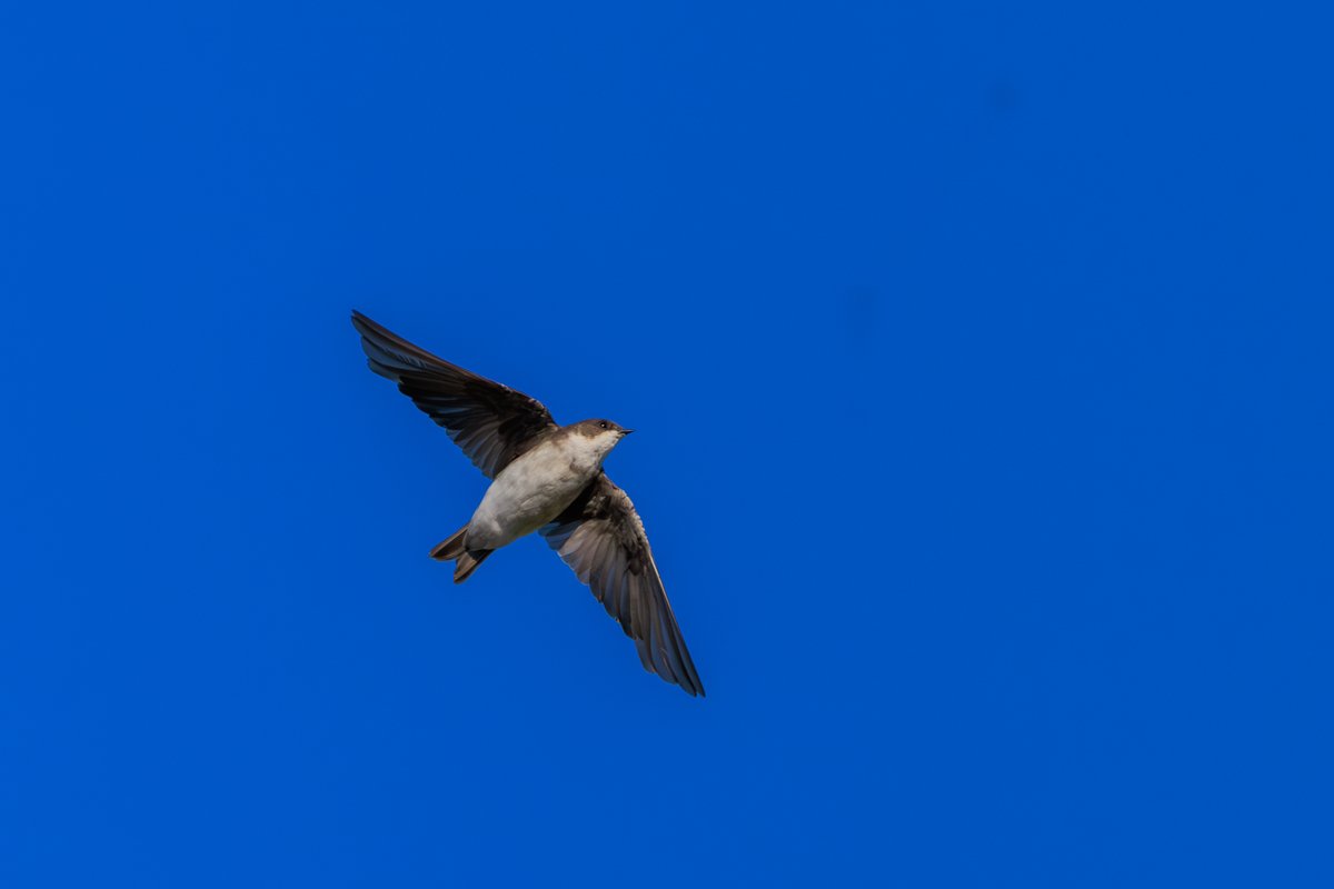 Tree Swallow