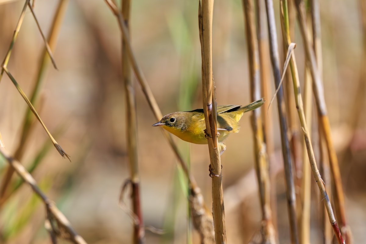 Common Yellowthroat