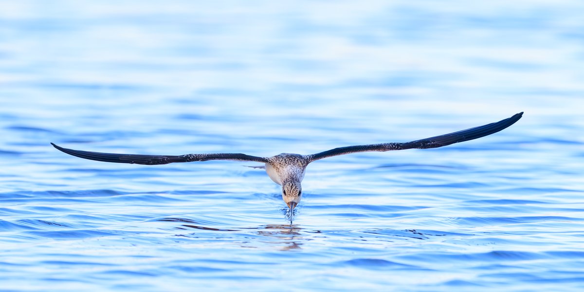 Black Skimmer