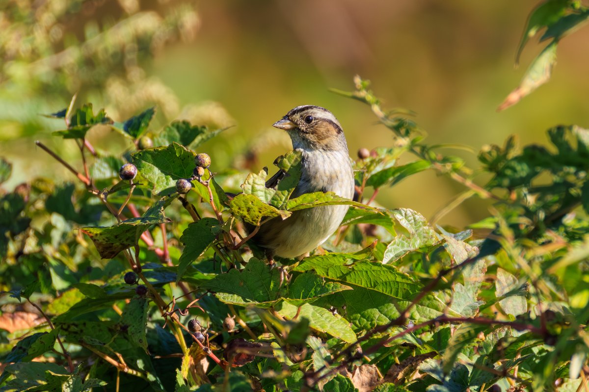Swamp Sparrow
