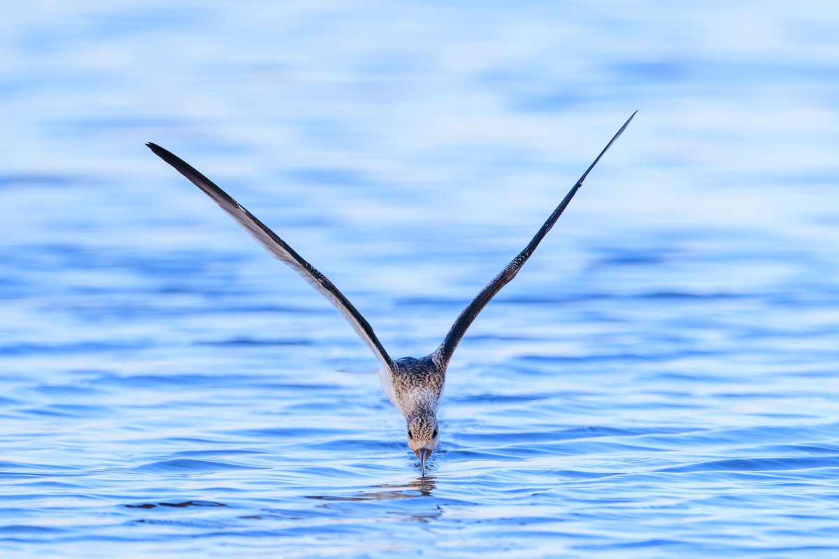Black Skimmer