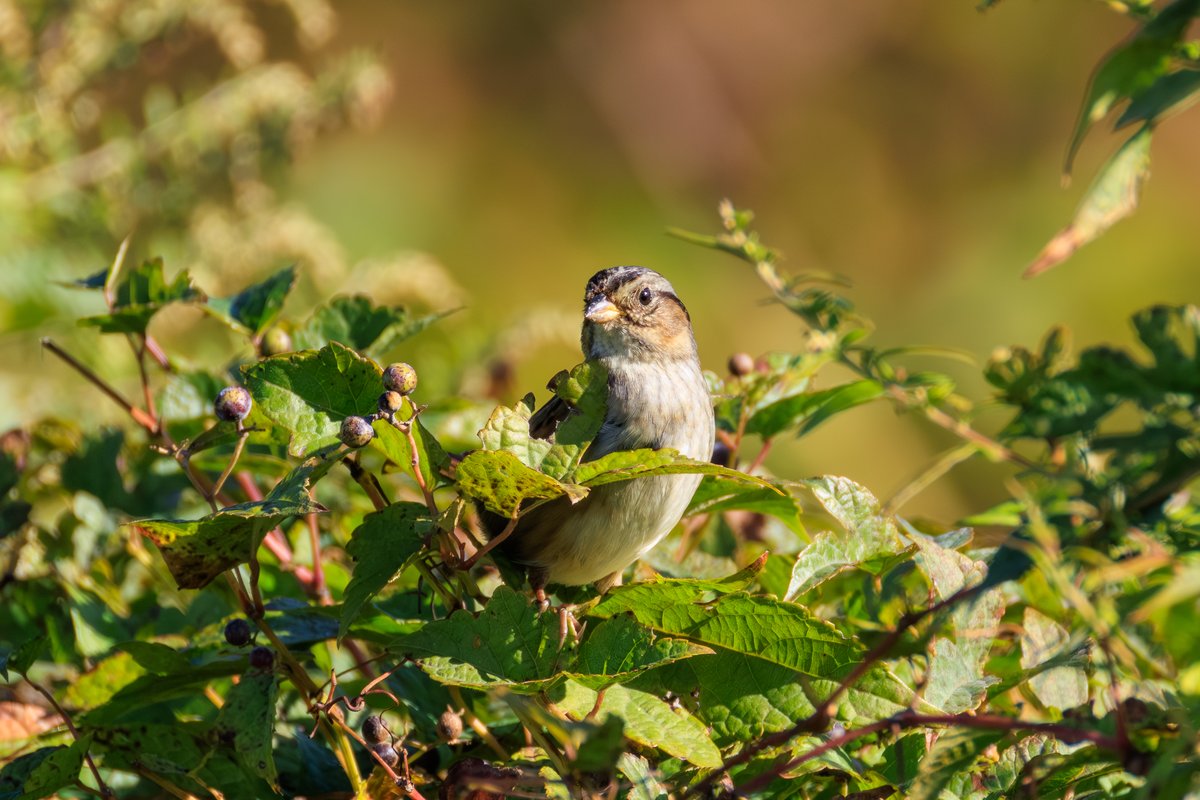 Swamp Sparrow