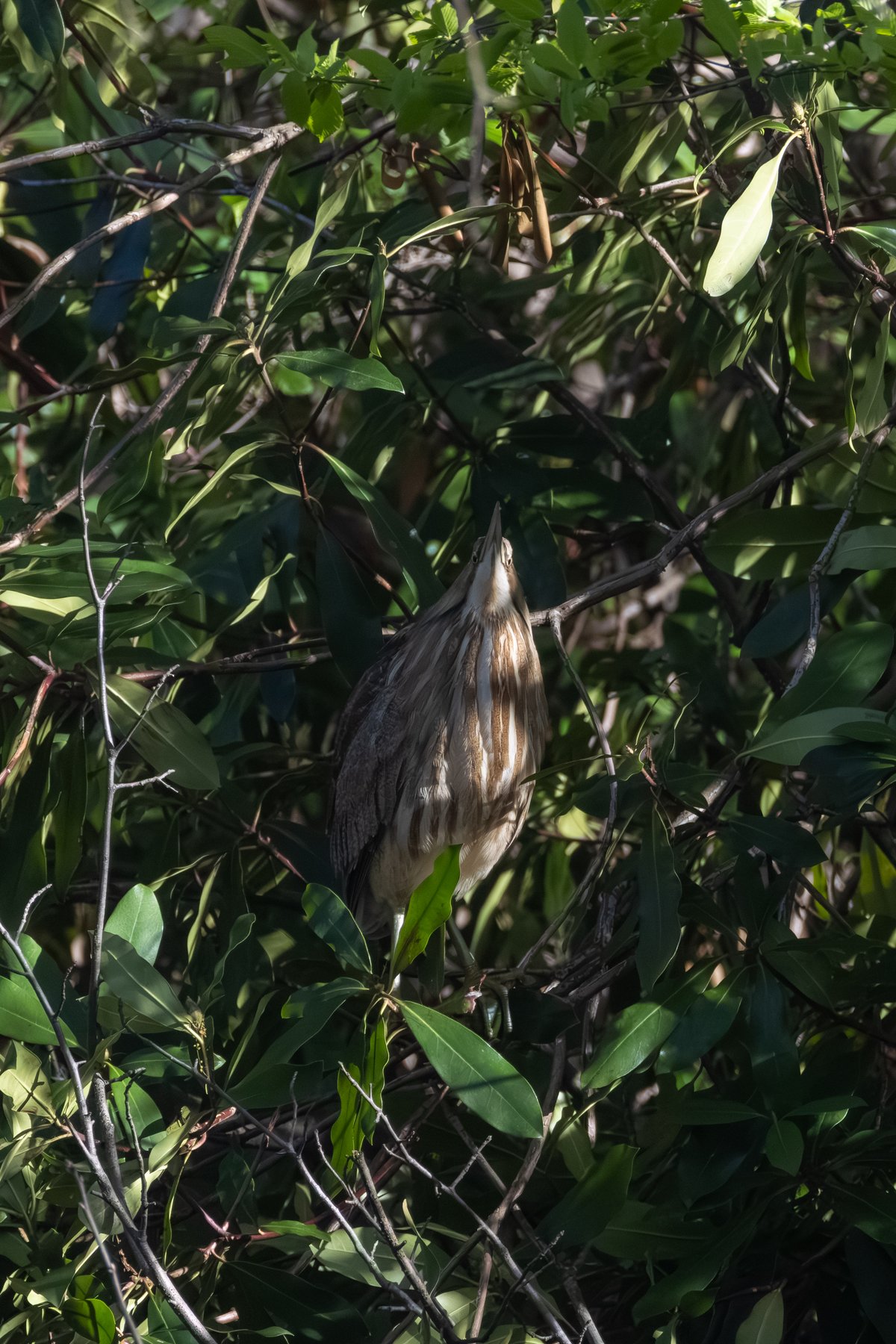 American Bittern