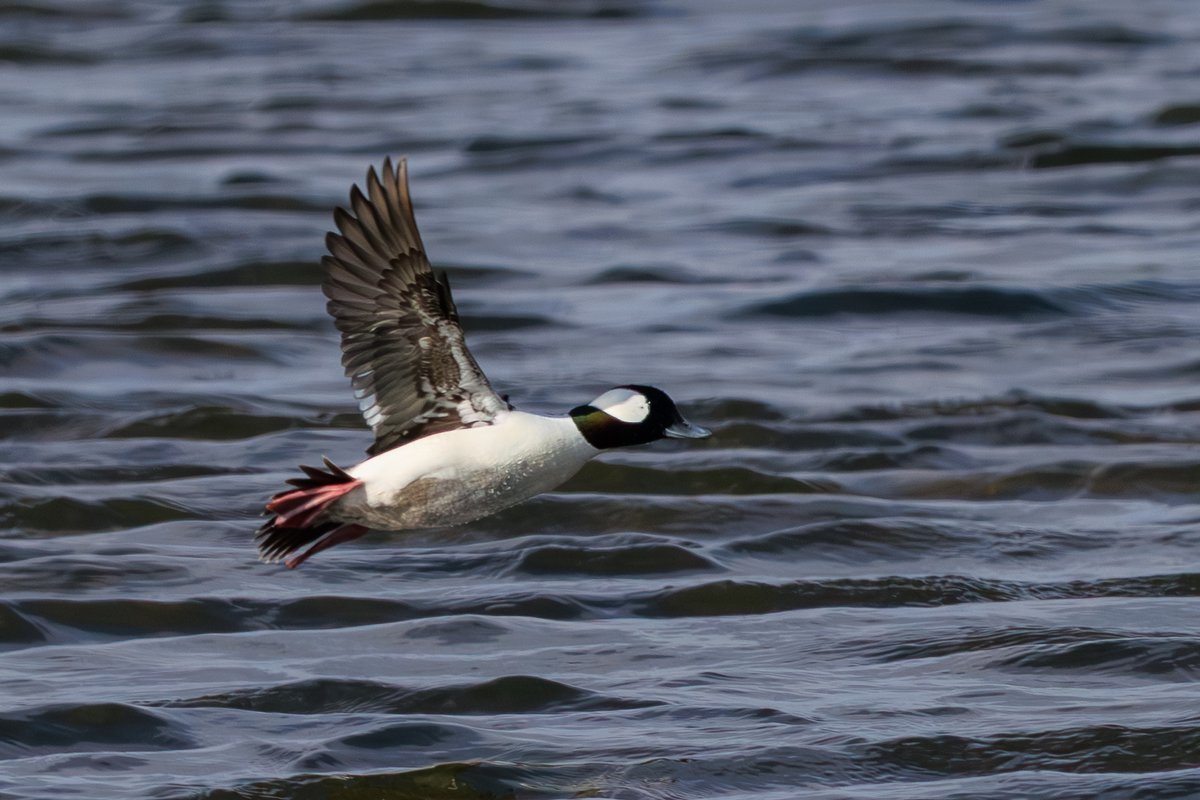 Bufflehead