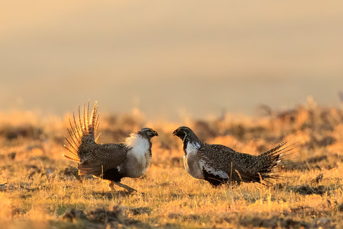 Greater Sage-Grouse