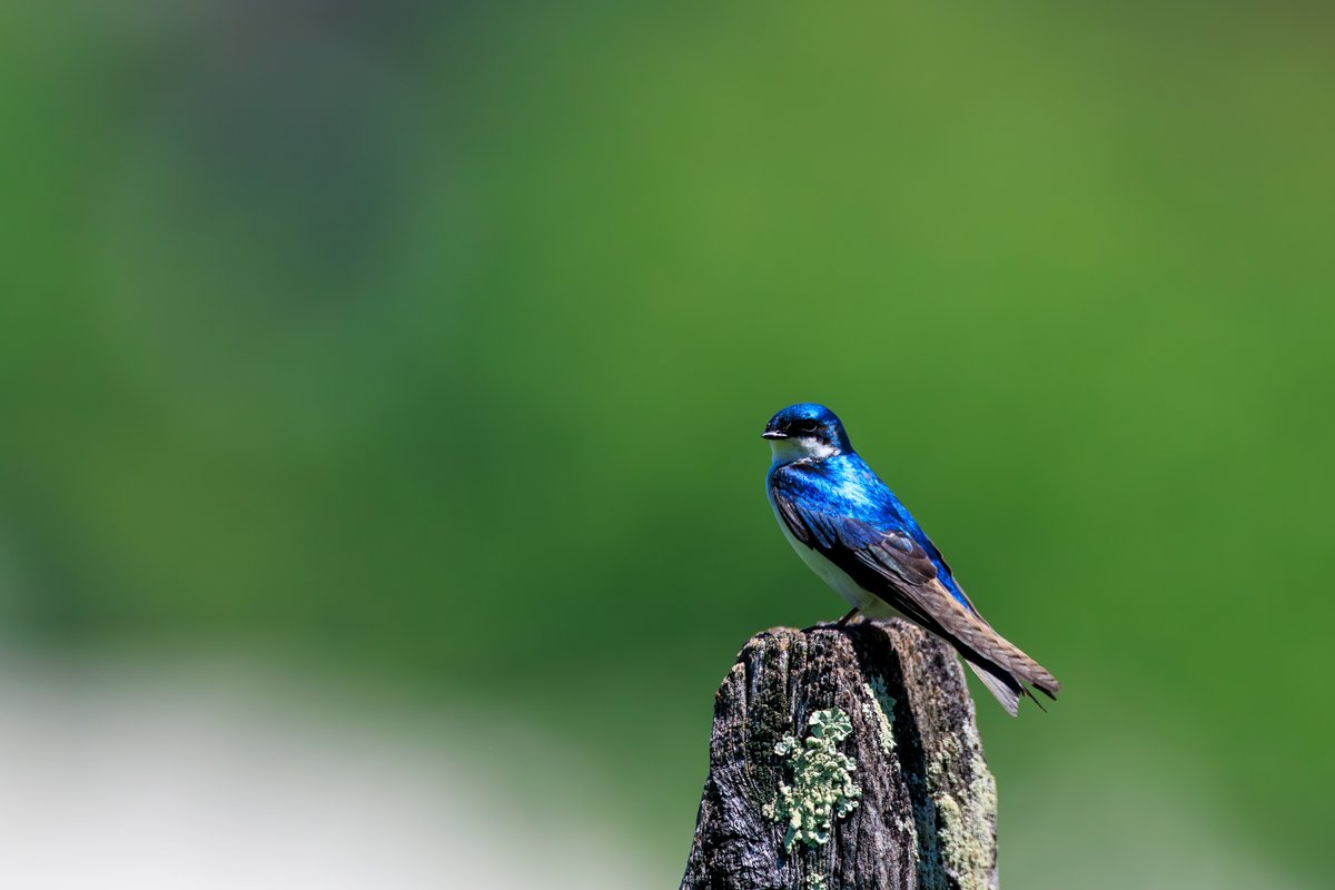 Tree Swallow
