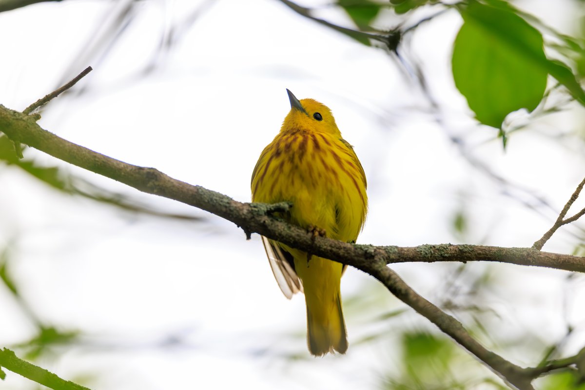 Northern Yellow Warbler