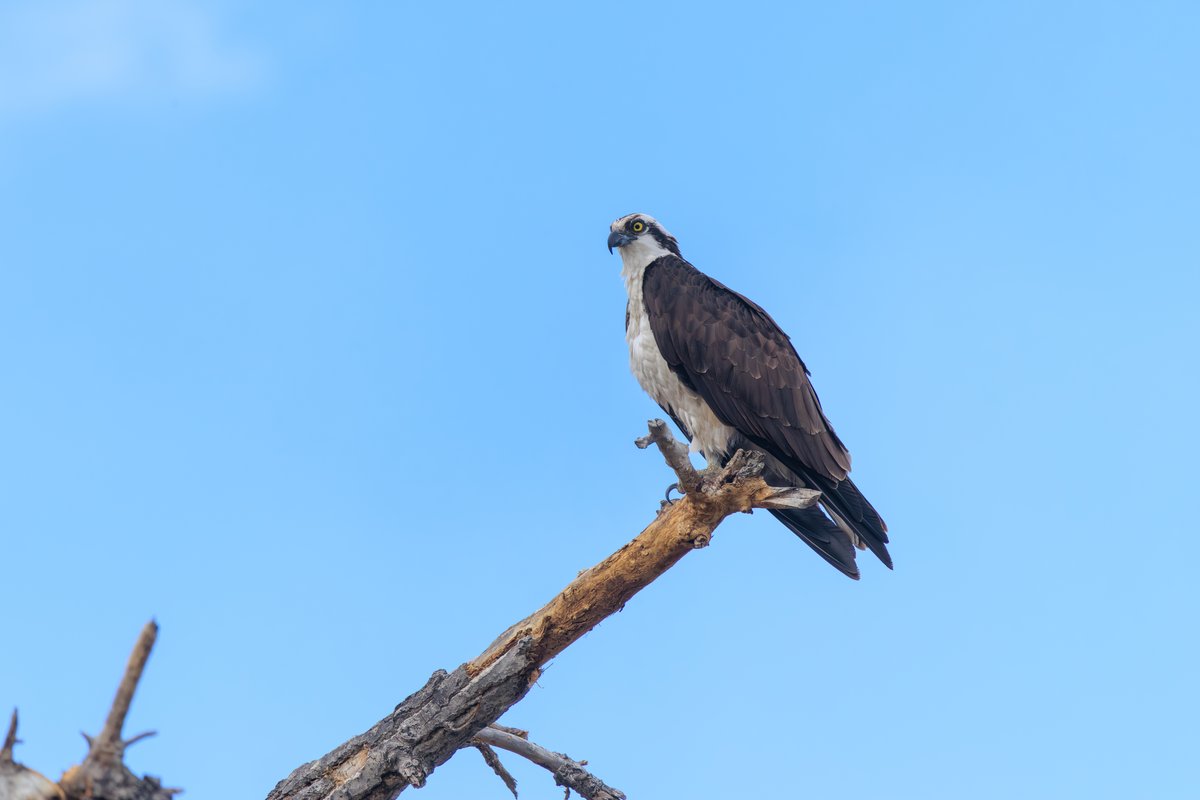 Osprey