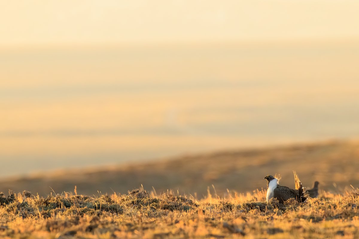 Greater Sage-Grouse