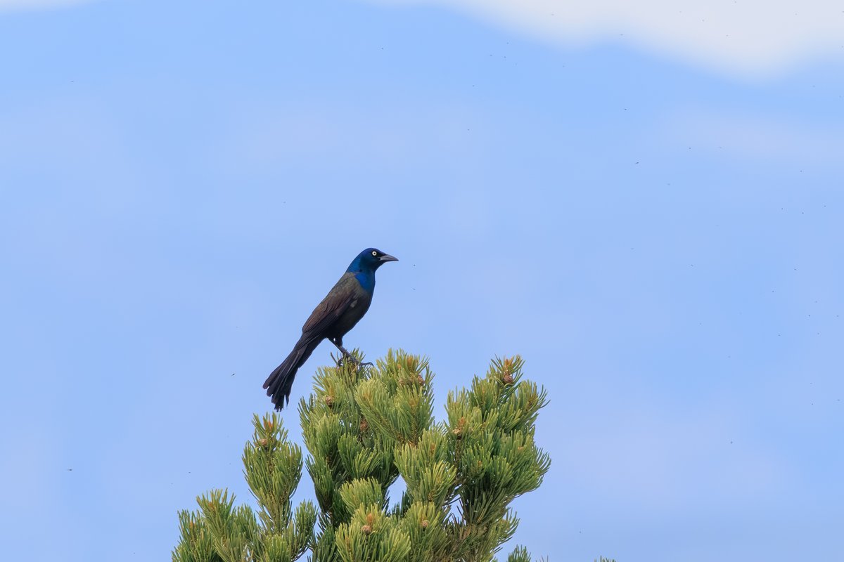 Great-tailed Grackle
