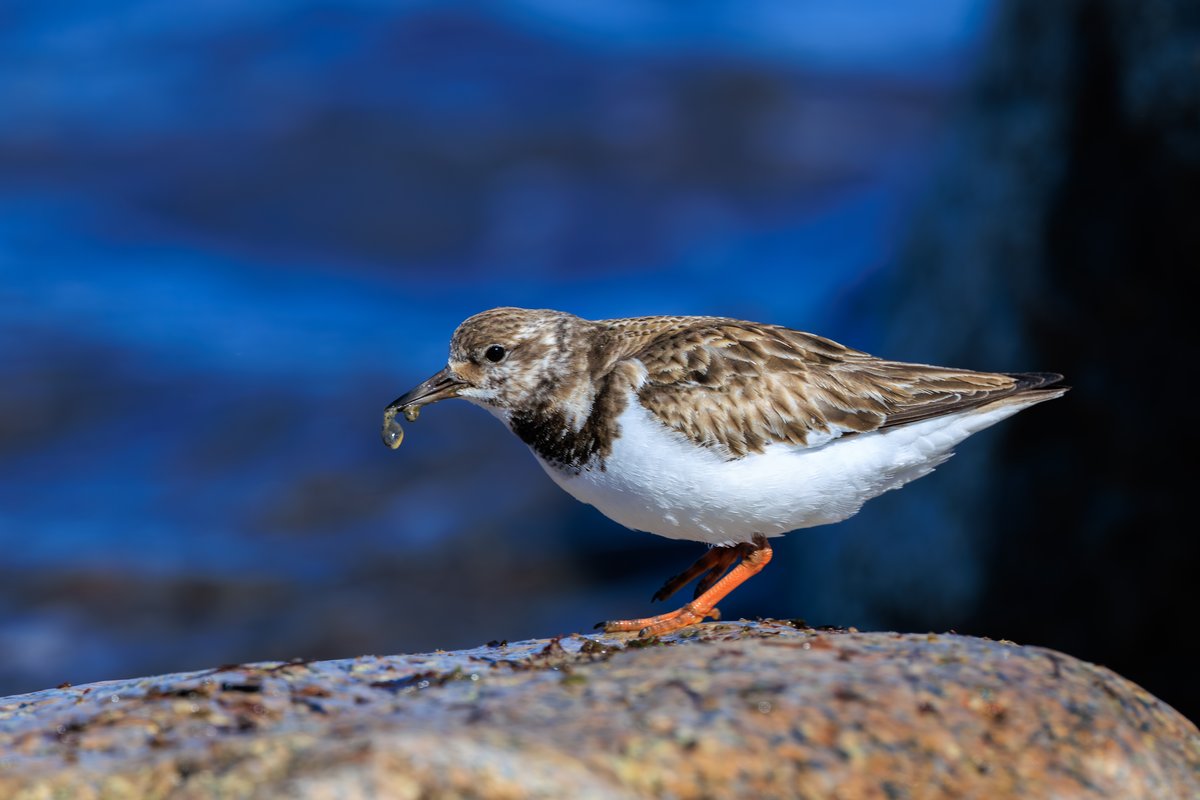Ruddy Turnstone