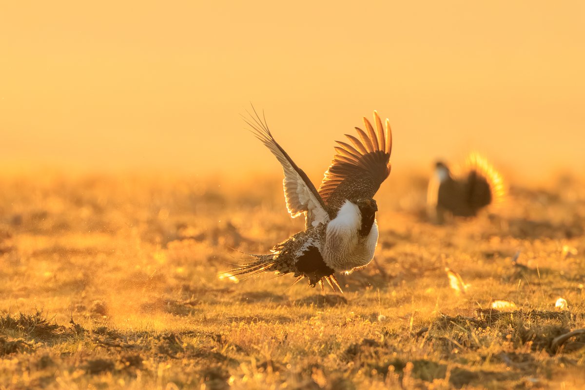 Greater Sage-Grouse