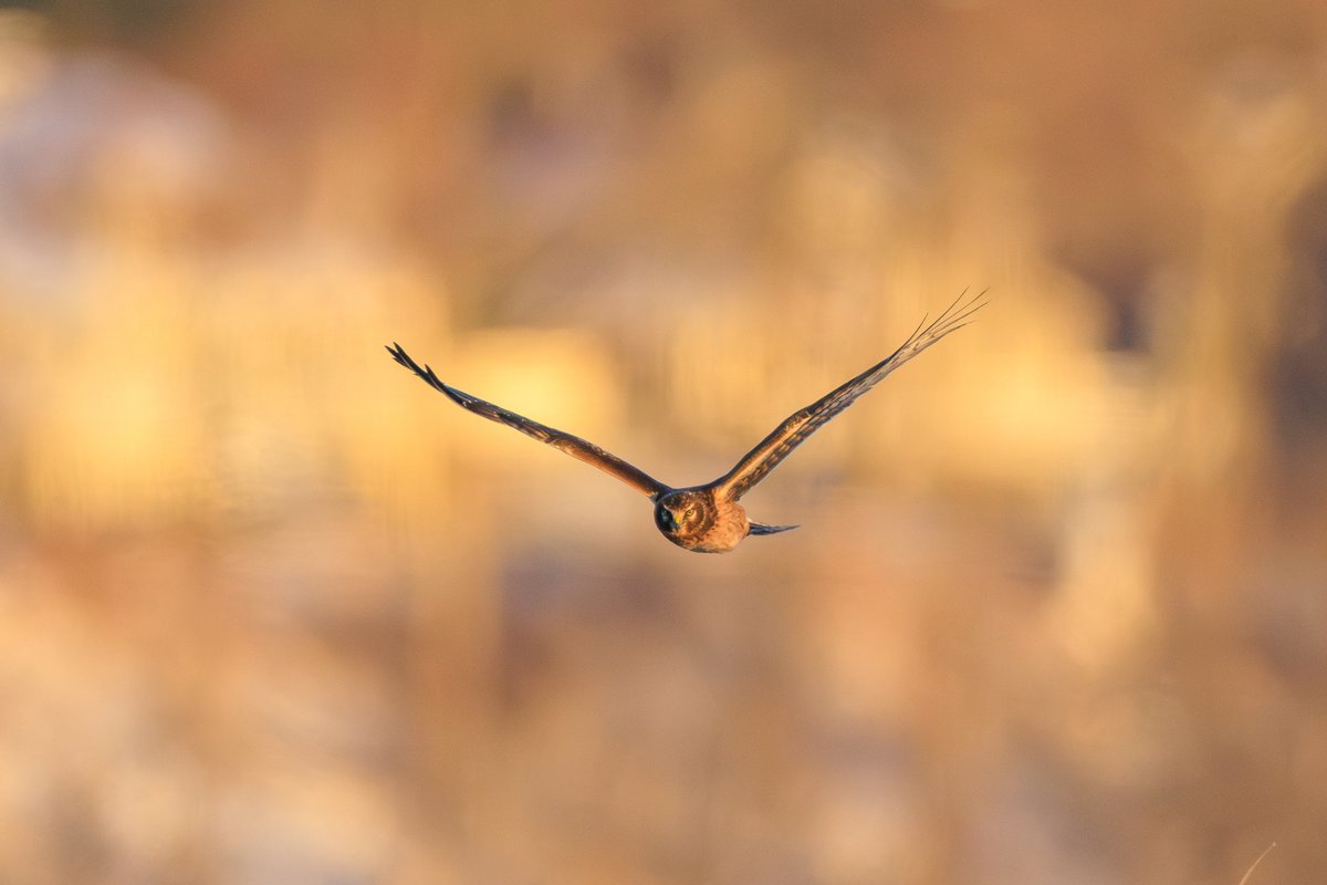 Northern Harrier