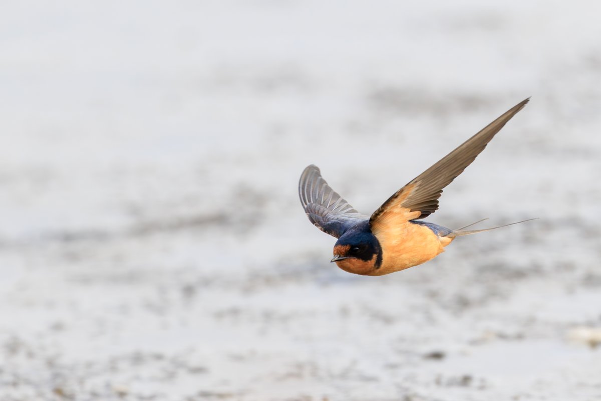 Barn Swallow