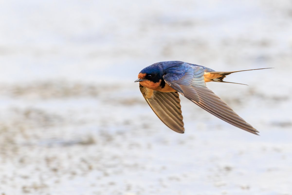 Barn Swallow