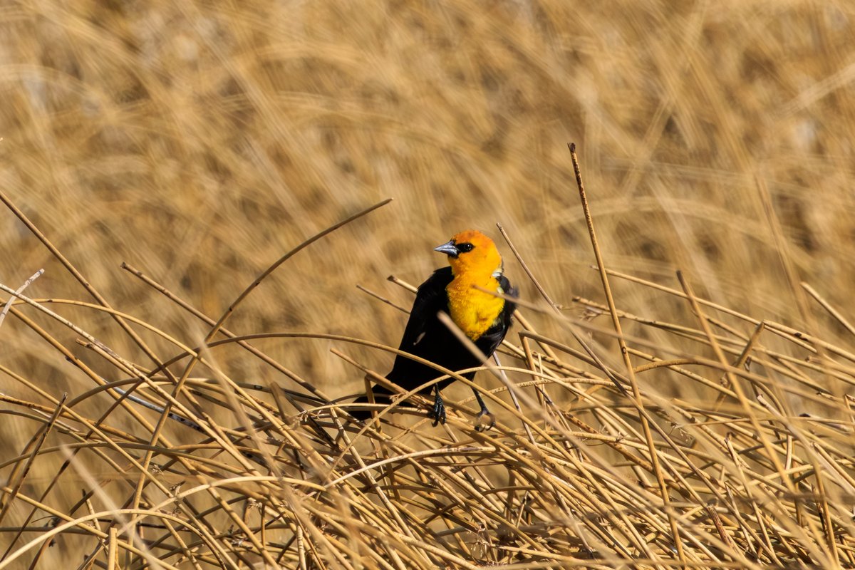 Yellow-headed Blackbird